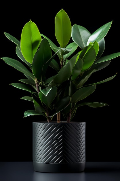 Photo of Zamioculcas zamiifolia in minimalist pot as houseplant for home decoration isolated on blac