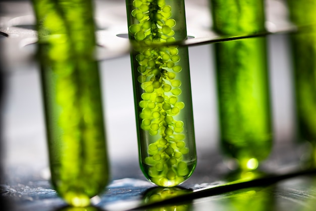 Photobioreactor in lab algae fuel biofuel industry, Algae fuel, Algae research in industrial laboratories