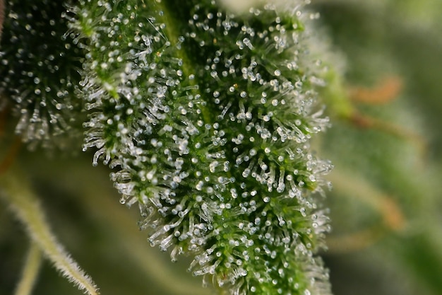 Photograph of cannabis ,indica or sativa ,use for medical and healthy ,useful for migraine and depression