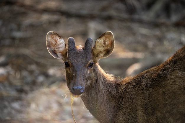 A photograph of a deer in a zoo