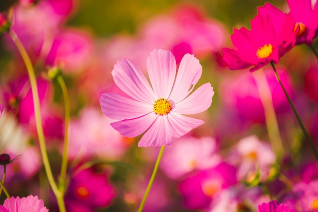 Photograph of flowers in the garden at sunset