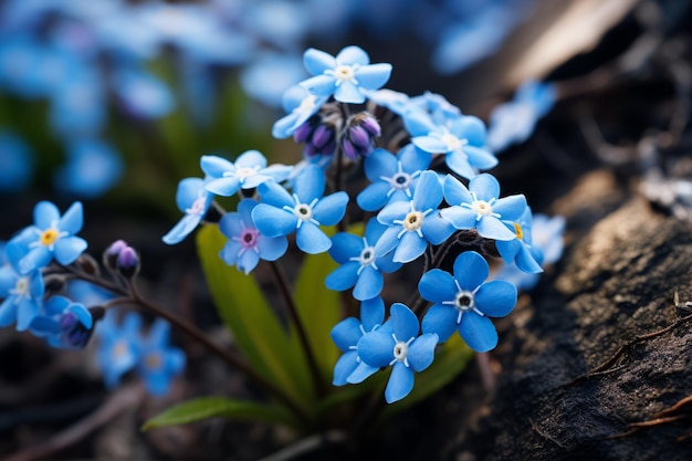 Photograph Of ForgetMeNot Natural Light Generative AI 02