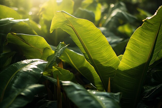 Photograph Of Giant Bananas Leaves Natural Light Generative AI