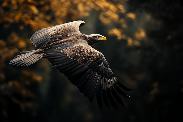 photograph of a majestic eagle flight