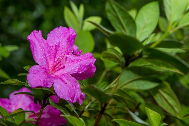 Photograph of a pink flower called Azalia