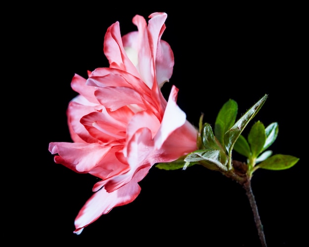 Photograph of a pink flower called Azalia