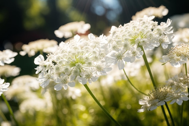 Photograph Of Queen Annes Lace Natural Light Generative AI