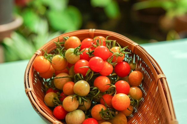 A photograph of a small tomato in a basket placed on the tablexA