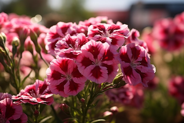 Photograph Of Sweet William Natural Light Generative AI