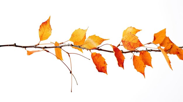 A photograph of tree brand infront of a solid white color background