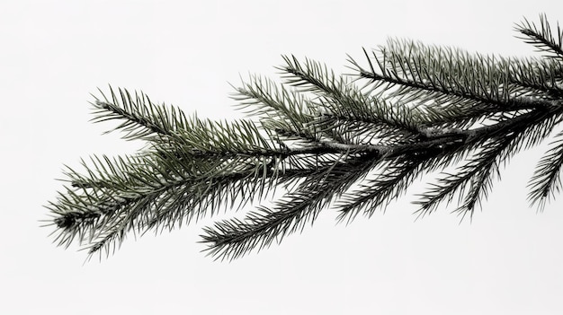 A photograph of tree brand infront of a solid white color background