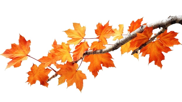 A photograph of tree brand infront of a solid white color background