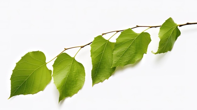 A photograph of tree brand infront of a solid white color background