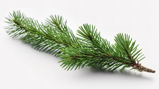 A photograph of tree brand infront of a solid white color background