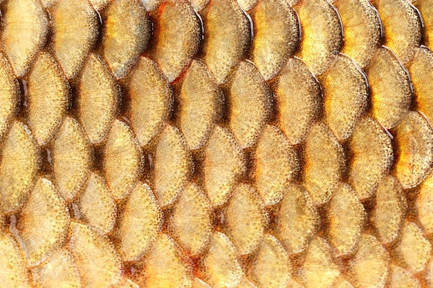 Photographed close-up of fish squama carp family.