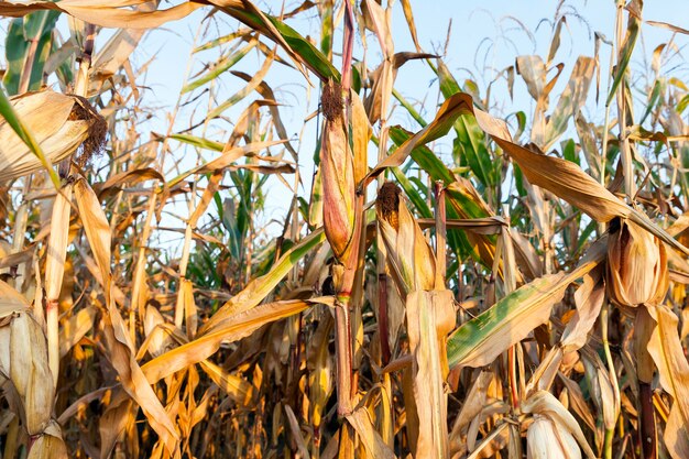 Photographed close-up of ripe yellow dried corn growing in an agricultural field. Autumn time before harvesting cereal crops. Small depth of field