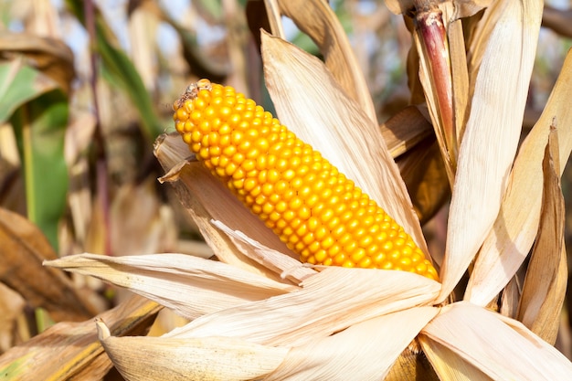 Photographed close-up of ripe yellow dried corn growing in an agricultural field