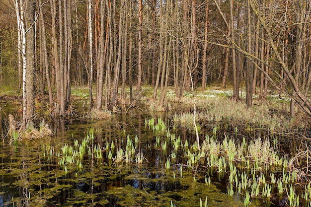 Photographed close-up of the swamp in the spring season