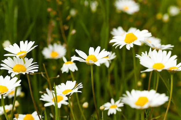 Photographed close-up of a white daisy. summer. spring