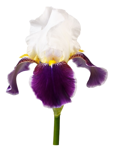 Photographed macro isolated on white surface flower Iris