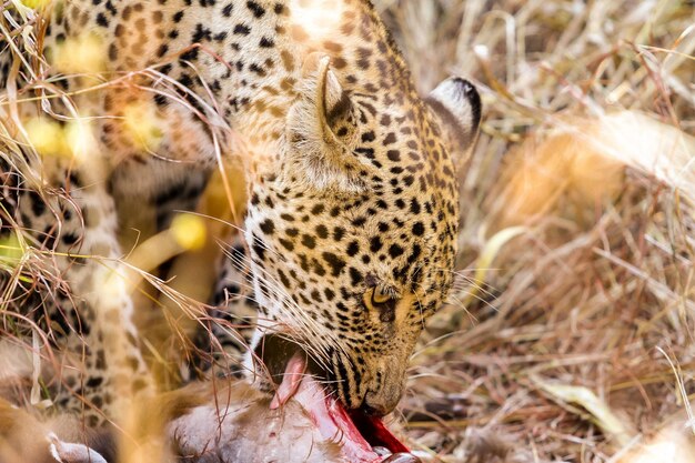 Photographed on safari in a South African game reserve. He was busy eating a fresh kill at the time of photographing