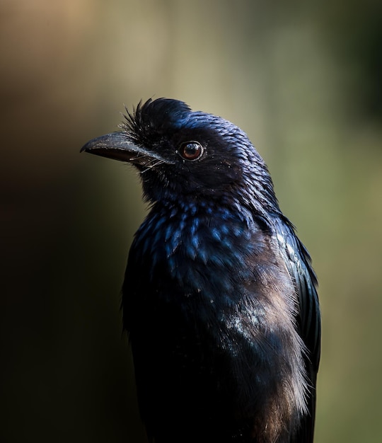 Photographing birds in artistic nature Greater Rackettailed Drongo