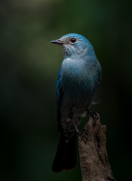 Photographing birds in artistic nature Verditer Flycatcher