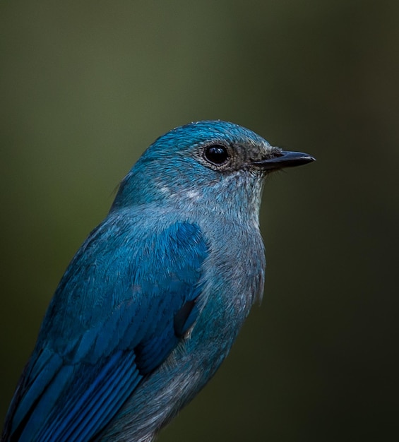 Photographing birds in artistic nature Verditer Flycatcher