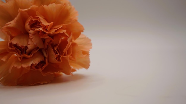 Photographing an orange carnation from the front