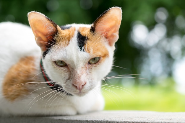 Photography of asian cat 