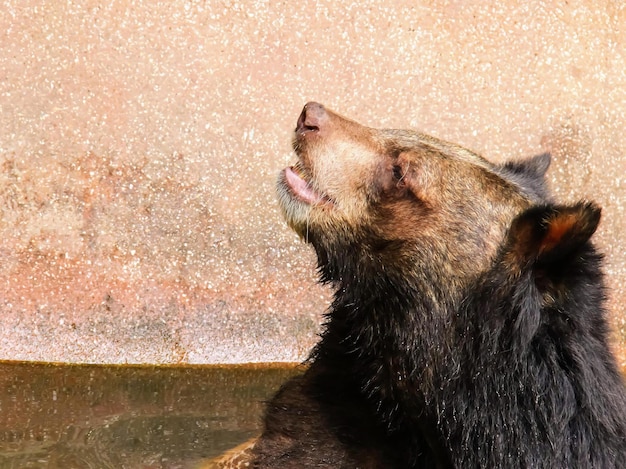 A photography of a bear sitting in a pool of water