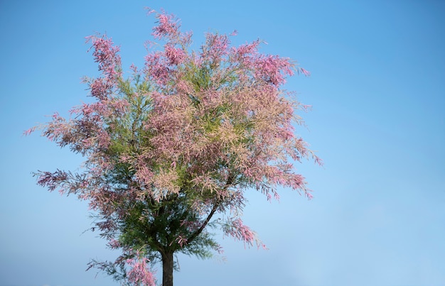 photography of a colorful floral tree