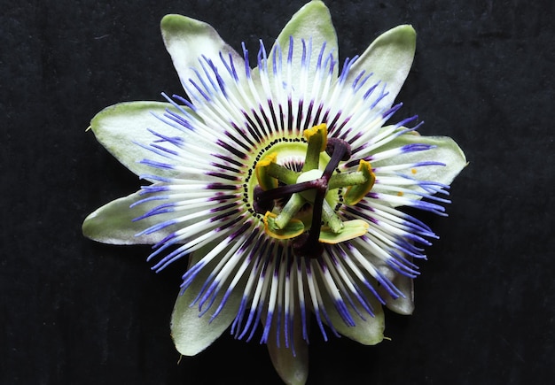 Photo photography of a flower of passiflora caerulea also known as blue passionflower bluecrown passionflower or common passion flower