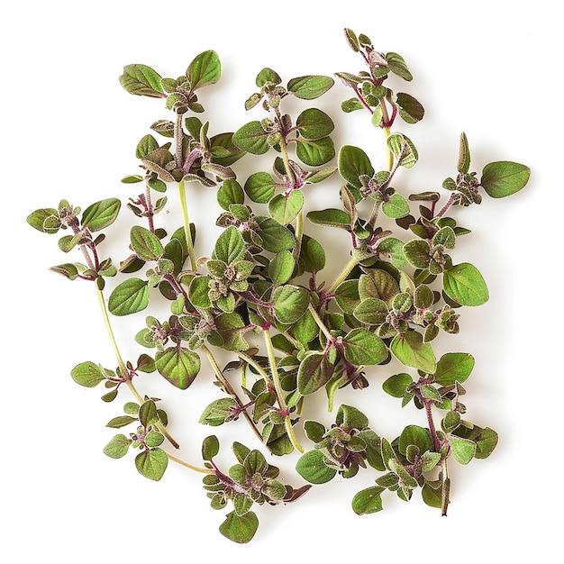 photography of Marjoram spice on white background