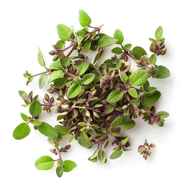 photography of Marjoram spice on white background