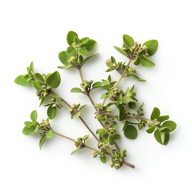 photography of Marjoram spice on white background