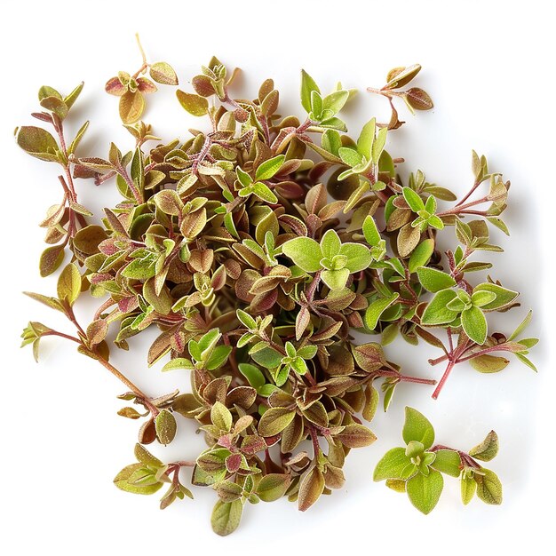 photography of Marjoram spice on white background