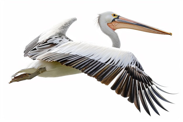 Photo photography of pelican bird on white background