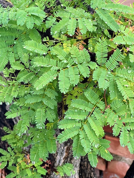 A photography of a plant with green leaves growing out of it