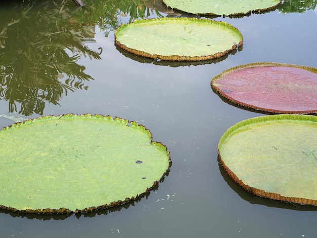 A photography of a pond with a lot of water lillies in it