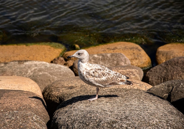 Photography of seagull and rocks