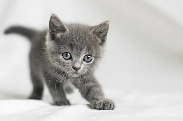 Photo photography of a small cute grey british shorthair kitten isolated on a white background blue eyes