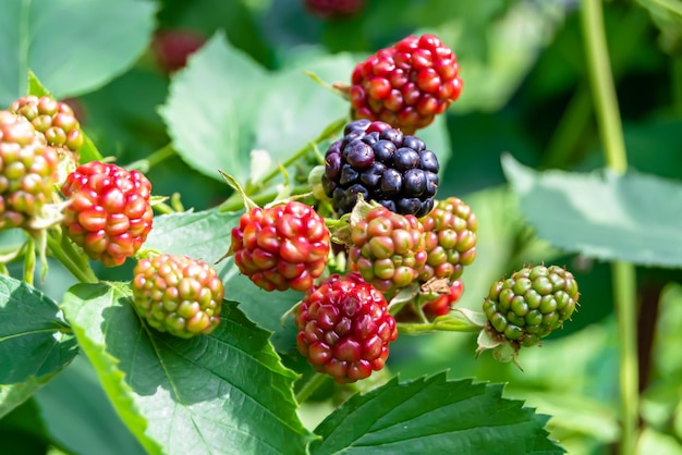 Photography on theme beautiful berry branch blackberry bush with natural leaves under clean sky photo consisting of berry branch blackberry bush outdoors in rural floral berry branch blackberry bush