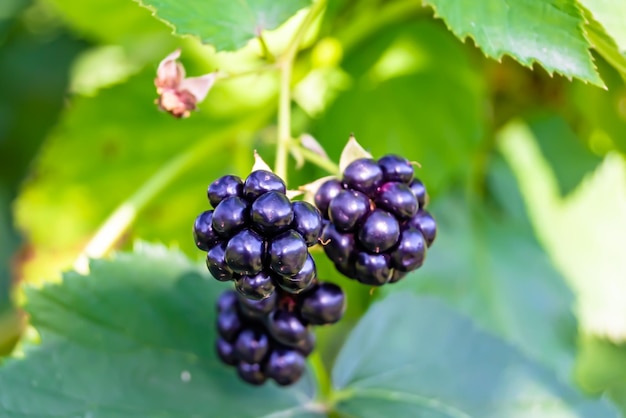 Photography on theme beautiful berry branch blackberry bush with natural leaves under clean sky photo consisting of berry branch blackberry bush outdoors in rural floral berry branch blackberry bush