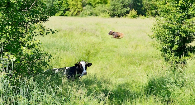 Photo photography on theme beautiful big milk cow grazes on green meadow under blue sky photo consisting of milk cow with long tail eat straw on meadow milk cow in grass meadow for tasty white liquid