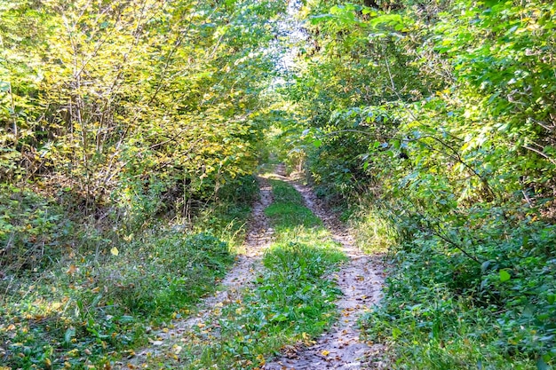 Photography on theme beautiful footpath in wild foliage woodland photo consisting of rural footpath to wild foliage woodland without people footpath at wild foliage woodland this is natural nature