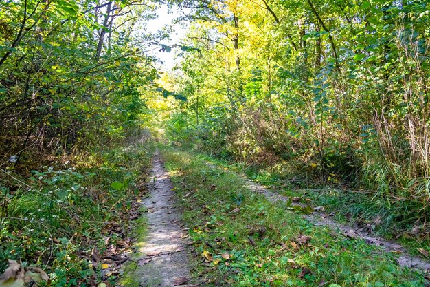 Photography on theme beautiful footpath in wild foliage woodland photo consisting of rural footpath to wild foliage woodland without people footpath at wild foliage woodland this is natural nature