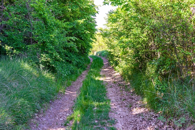 Photo photography on theme beautiful footpath in wild foliage woodland photo consisting of rural footpath to wild foliage woodland without people footpath at wild foliage woodland this is natural nature