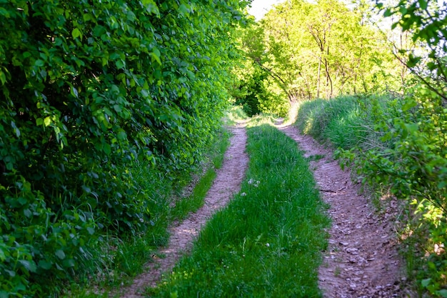 Photo photography on theme beautiful footpath in wild foliage woodland photo consisting of rural footpath to wild foliage woodland without people footpath at wild foliage woodland this is natural nature