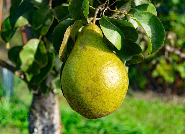 Photography on theme beautiful fruit branch pear tree with natural leaves under clean sky photo consisting of fruit branch pear tree outdoors in rural floral fruit branch pear tree in big garden